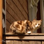 thumbs kalyazin11 Фотоальбом